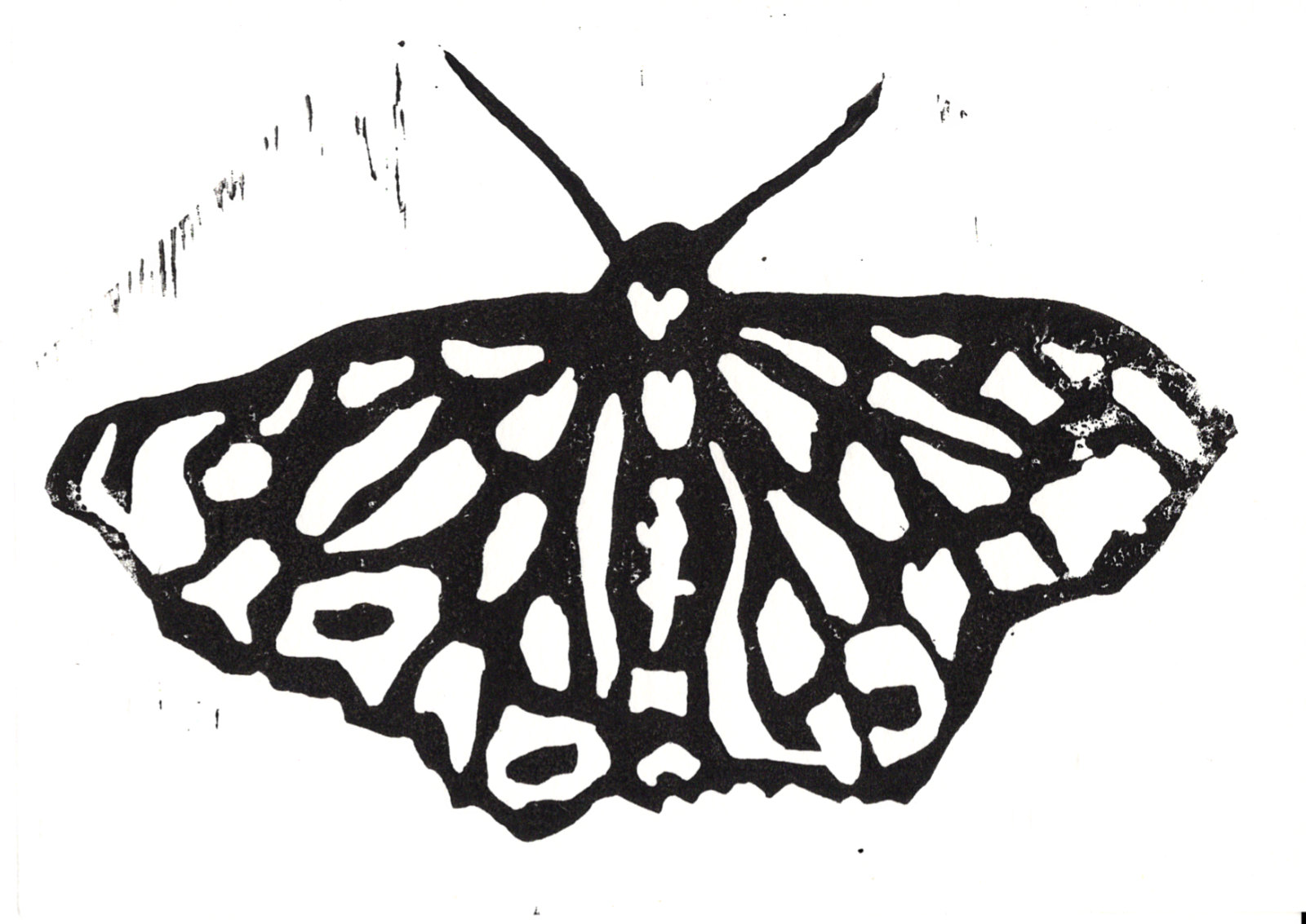 PDIM Looper Moth
